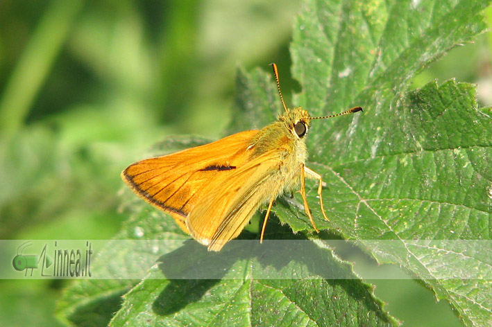 Thymelicus acteon o sylvestris?